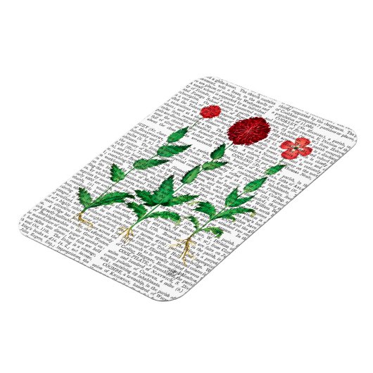 Italienische Nelke 2 Magnet (Linke Seite)