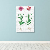 Italienische Nelke 3 Leinwanddruck (Insitu (Holzboden))