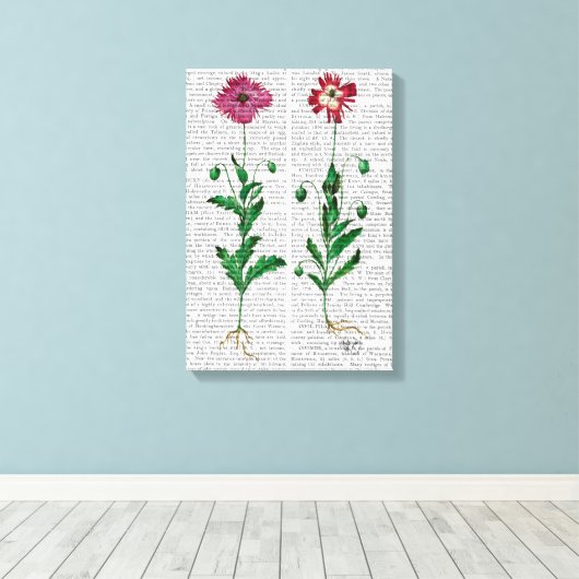 Italienische Nelke 3 Leinwanddruck (Insitu (Holzboden))