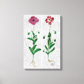 Italienische Nelke 3 Leinwanddruck (Vorderseite)