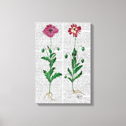 Italienische Nelke 3 Leinwanddruck (Vorderseite)