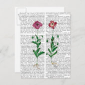 Italienische Nelke 3 Postkarte (Vorne/Hinten)