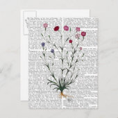 Italienische Nelke 5 Postkarte (Vorne/Hinten)