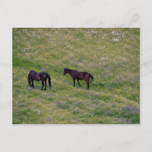 Italienische Pferde auf den Wildblumenweiden Postkarte