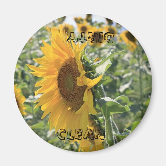 Italienische Sonnenblume Magnet (Vorne)