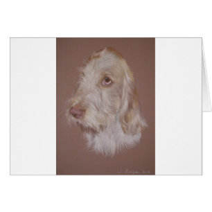 Italienische Spinone