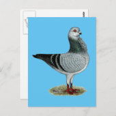 Italienische Vogelgrizzle Postkarte (Vorne/Hinten)