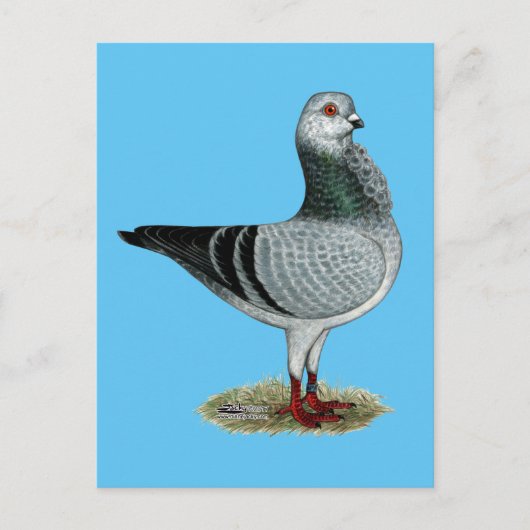 Italienische Vogelgrizzle Postkarte (Vorderseite)