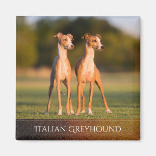 Italienische Windhund-Magnet Magnet