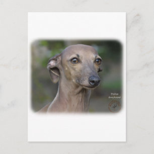 Italienischer Grauhund 9K74D-19 Postkarte
