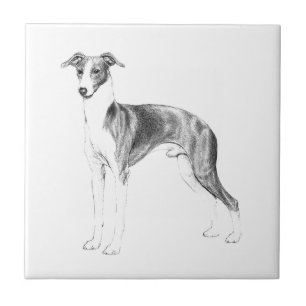 Italienischer Greyhound-Stil Fliese