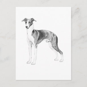 Italienischer Greyhound-Stil Postkarte