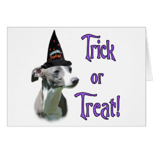 Italienischer Greyhound Trick