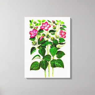 Italienischer Hibiskus, rosa Blume Leinwanddruck
