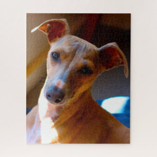 Italienischer Hundehund. Jigsaw Puzzle
