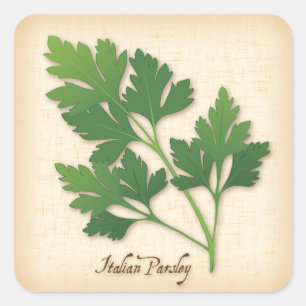 Italienischer Parsley-Herb-Square-Aufkleber Quadratischer Aufkleber
