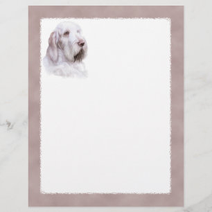 Italienischer Spinone Italiano