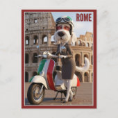 Italienischer Spinone Rom Postkarte (Vorderseite)