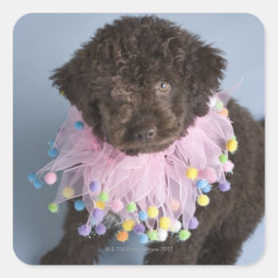 Italienischer Wasserhund (Lagotto) Welpe Quadratischer Aufkleber