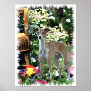 Italienischer Windhund-Kunst-Druck Poster