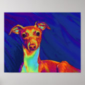 Italienischer Windhund Poster (Vorne)