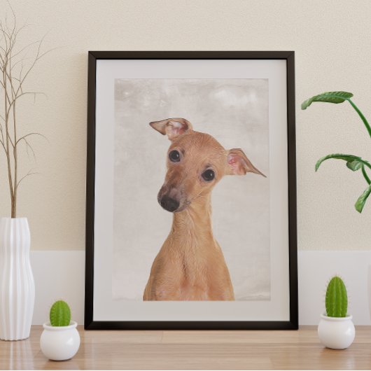 Italienisches Greyhound Poster