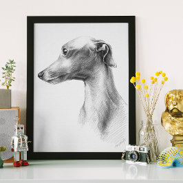 Italienisches Greyhound Whippet Hundportrait zeich Poster