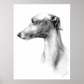 Italienisches Greyhound Whippet Hundportrait zeich Poster (Vorne)