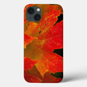Itasca Staat Park, Herbstfarben 2 Case-Mate iPhone Hülle