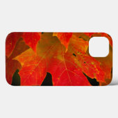 Itasca Staat Park, Herbstfarben 2 Case-Mate iPhone Hülle (Rückseite (Horizontal))