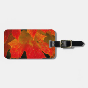 Itasca Staat Park, Herbstfarben 2 Gepäckanhänger