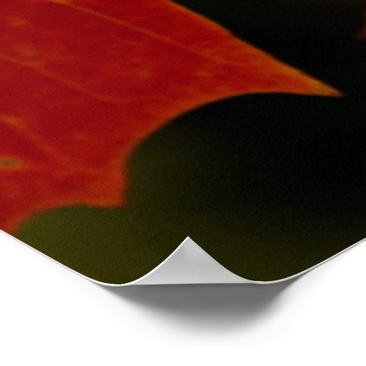 Itasca Staat Park, Herbstfarben 2 Poster (Ecke)