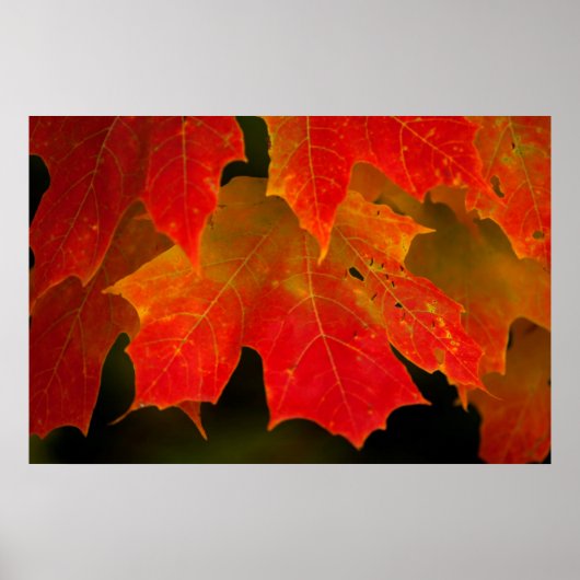 Itasca Staat Park, Herbstfarben 2 Poster (Vorne)