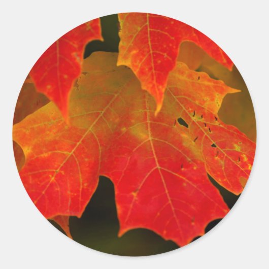 Itasca Staat Park, Herbstfarben 2 Runder Aufkleber (Vorderseite)