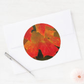 Itasca Staat Park, Herbstfarben 2 Runder Aufkleber (Umschlag)