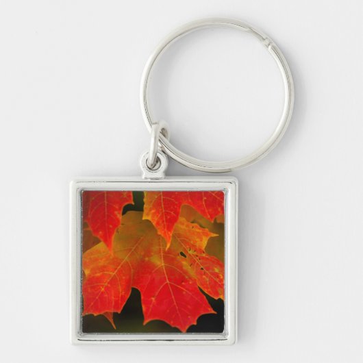 Itasca Staat Park, Herbstfarben 2 Schlüsselanhänger (Vorne)
