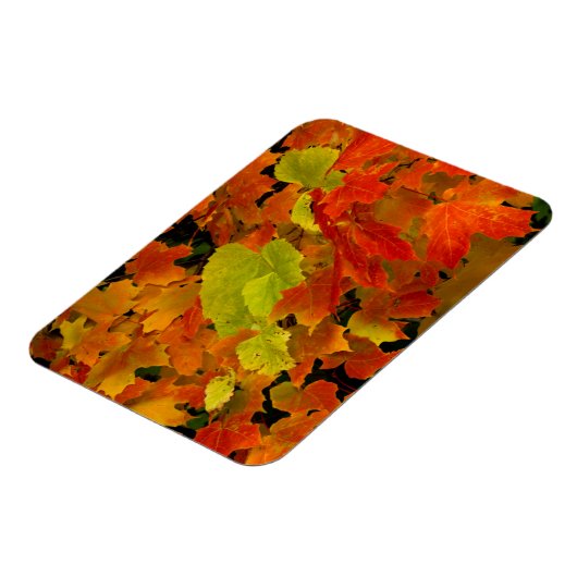Itasca Staat Park, Herbstfarben Magnet (Linke Seite)