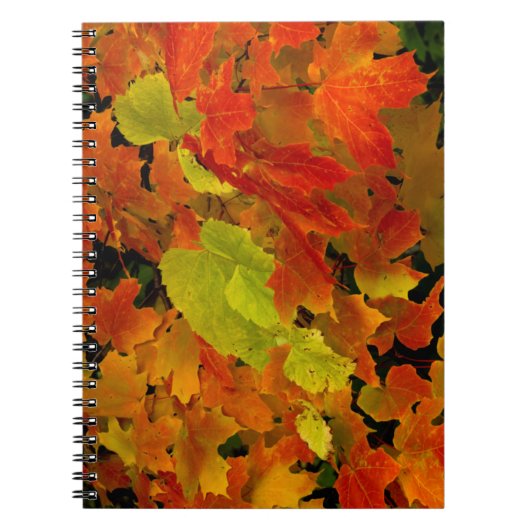 Itasca Staat Park, Herbstfarben Notizblock (Vorderseite)