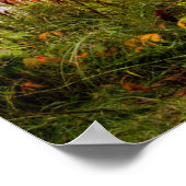 Itasca Staat Park | Minnesota Poster (Ecke)