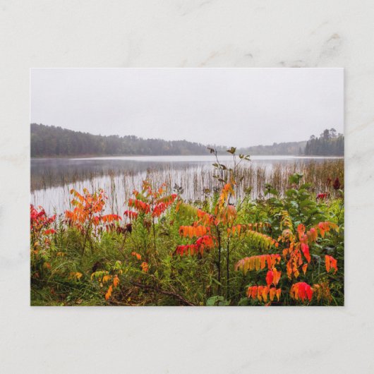 Itasca Staat Park | Minnesota Postkarte (Vorderseite)