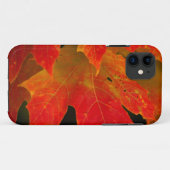 Itasca State Park, Herbstfarben 2 Case-Mate iPhone Hülle (Rückseite (Horizontal))