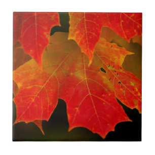 Itasca State Park, Herbstfarben 2 Fliese