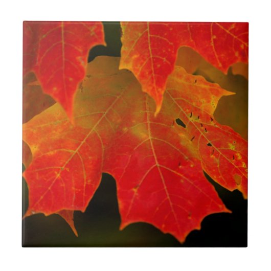Itasca State Park, Herbstfarben 2 Fliese (Vorderseite)