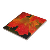 Itasca State Park, Herbstfarben 2 Fliese (Seite)