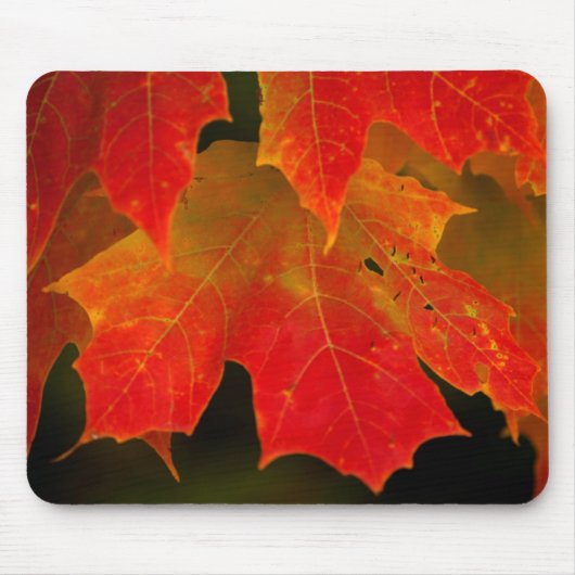 Itasca State Park, Herbstfarben 2 Mousepad (Vorne)