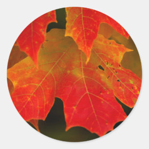Itasca State Park, Herbstfarben 2 Runder Aufkleber