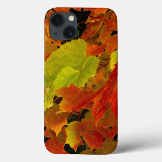 Itasca State Park, Herbstfarben Case-Mate iPhone Hülle (Rückseite)