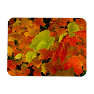 Itasca State Park, Herbstfarben Magnet