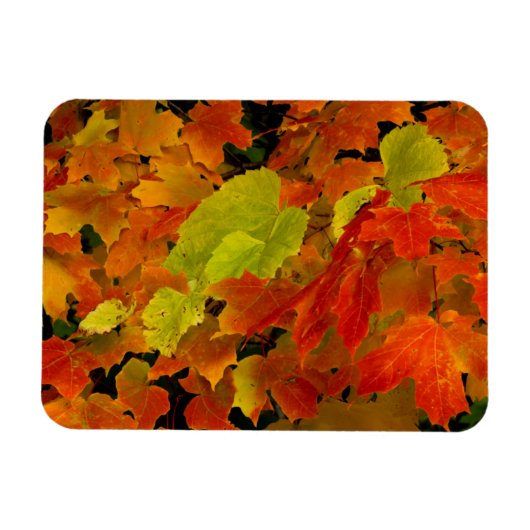 Itasca State Park, Herbstfarben Magnet (Horizontal)