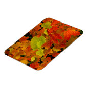 Itasca State Park, Herbstfarben Magnet (Linke Seite)